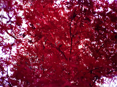 laceleaf japanese maple bonsai. red japanese maple leaves.