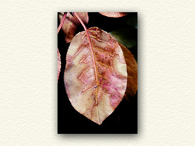 Pastel Leaf