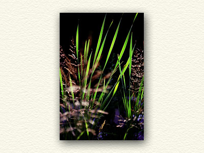 Cattail Leaves