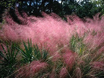 Pink Flowering Grass