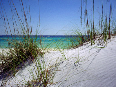 Sea Grass on Dunes