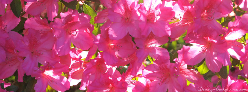 Pink Azaleas Cover Photo