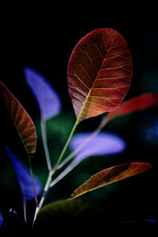 Violet Leaves