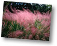 Pink Flowering Grass