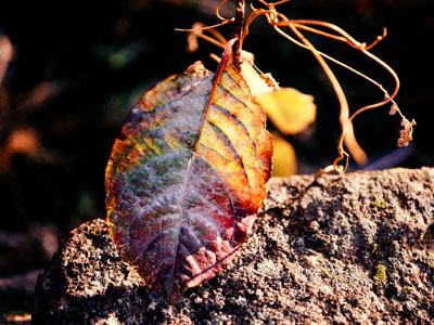 Marbled Leaf